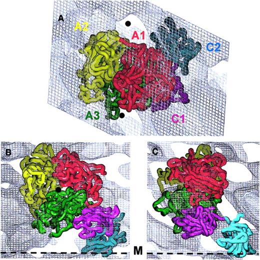 Fig. 3. Fitting of the FVIII domains within the 3D electron density map. / The alpha-carbon (Cα) chains of the 5 FVIII domains are presented as worms: A1 domain residues colored in red, A2 in yellow, A3 in green, C1 in magenta, and C2 in cyan. Domains were fitted within the 3D density corresponding to one membrane-bound molecule contoured at 0.4ς. Panel A indicates the top view, toward the membrane surface. The 5 protein domains fit well within the electron density. The matching minimum protein density areas are marked with black spheres. Panels B and C show views along the y- and x-axes, respectively, parallel to the membrane surface (black dashed line marked M). The Cα chains are fitted to the 3D density of one molecule following the strongest density distribution, as the contour at 0.4ς could not accommodate all loops of the protein model.