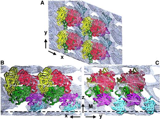 Fig. 4. Fitting of FVIII molecule arrays within the 3D map of the 2D crystal. / Four membrane-bound FVIII molecules were fitted within the calculated 3D electron density of the FVIII 2D crystal. Cα chains are shown in worm presentation: A1, red; A2, yellow; A3, green; C1, magenta; and C2, cyan. Panel A shows the top view, along the z-axis. Panel B shows the side-on view along the y-axis. Panel C shows the side-on view along the x-axis. The membrane surface is denoted by a black dashed line marked M.
