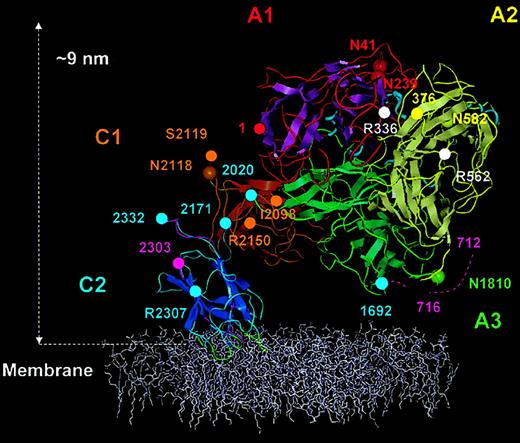 Fig. 5. Membrane-bound FVIII model. / The FVIII model is shown anchored into the top of a phospholipid membrane (colored white). The β strands are shown as flattened ribbons. A1 domain (residues 1-336) is in red with magenta β strands. A2 domain (residues 376-716) is in yellow with silver β strands and A3 domain (residues 1692-2020) is in green with β strands also in green. C1 and C2 domains and β strands are in gold-brown and blue, respectively. Short α helices within the A domains are presented as light-blue spirals. The 4 predicted membrane-binding loops of the C2 domain are shown in green. Domain boundaries were defined thus: A1, from amino acid residues 1 (red sphere) to 336 (white sphere); A2, 376 (yellow sphere) to 716; A3, 1692 to 2020 (green spheres); C1, 2021 to 2170; and C2 2171 to 2332 (blue spheres). Asparagine residues known to be glycosylated (Asn41, Asn239, Asn582, Asn1810, and Asn 2118), are represented with large spheres colored as for the Cα traces of each domain. APC cleavage sites Arg336 and Arg562 are marked by white spheres. The beginning of the A2-B connecting acidic peptide (a2) is shown as residues 712-716 (dashed magenta trace). In C2, peptide 2303 (magenta sphere) to 2332 is also shown in magenta, which is reported to accommodate VWF and membrane binding sites. The side chains of residues, Arg2307 (blue sphere) Ile2098, Ser2119, and Arg2150 (golden-brown sphere) are solvent exposed and implicated in VWf binding.