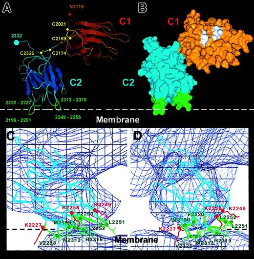 Fig. 6. Details of the C1-C2 domain orientation and C2–membrane-binding region derived from the FVIII model. / Panel A shows the Cα trace of the C1-C2 domains as fitted within the FVIII 3D map. The main β strands are depicted as flattened ribbons. Intradomain disulfide bonds are shown in yellow and the cysteine Cα atoms as yellow spheres. The glycosylated Asn2118 residue is shown as a brown sphere. The 4 predicted membrane-binding loops of the C2 domain are shown in green with the loop residues numbered. Panel B shows the surface representation of the C1-C2 domains in the same orientation and domain coloring as in panel A. Some hydrophobic residues (see text) predicted in our model to have direct contact with the A1 and A3 domains are shown in white. Panels C and D show the membrane-binding region of the C2 domain viewed along the x-axis (panel C) and rotated clockwise 10° around the z-axis (panel D). The Cα chain (blue ribbon) is fitted within the 3D map (0.4ς blue contour). The hydrophobic side chains and residue numbers of the 4 loops inserting into the membrane are shown in green. The side chains of 3 lysine residues predicted to interact electrostatically with phosphatidyl serine head groups from the phospholipid surface (white dashed line) are shown in red.
