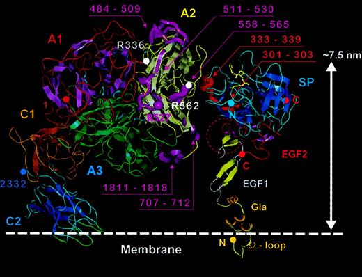 Fig. 7. Model for membrane-bound FVIII/FIXa complex. / To the left the FVIII model (domains as described in Figure 5) is anchored into a phospholipid membrane (denoted with white dashed line). The FVIII domains, helices, PL-binding loops, and chain termini are colored as in Figure 5, and β sheets are shown as flat ribbon arrows. APC cleavage sites Arg336 and Arg562 are marked with white spheres. FVIII regions implicated in FIXa binding (484-509, 511-530, 558-565, 707-712, and 1811-1818) are highlighted as magenta ribbons and labeled in the same color, as is residue Arg527. To the right, the crystal structure for porcine FIXa9 is placed with the Gla domain (modeled based on that of prothrombin fragment I) inserted into the membrane surface, and with the Gla, EGF1, EGF2, and serine protease (SP) domains marked. The β sheets are shown as flat ribbon arrows, N- and C-termini of the FIXa light and heavy chains are shown as solid spheres, and the covalent active site inhibitor FPR-CK9 as yellow sticks. Sequences implicated in FVIII binding (301-303 and 333-339) are highlighted as red ribbons and labeled in the same color. A red dashed circle also highlights a possible FVIII interaction site at the EGF1-EGF2 interface. The FVIII and FIXa structures were docked manually such that most of the interactive regions were placed in reasonable proximity, then separated along the horizontal axis by approximately 1.0 to 1.5 nm for clarity of display.