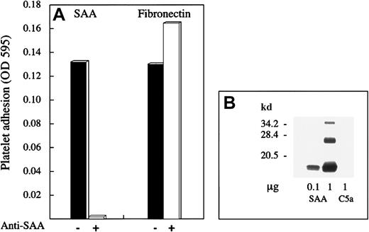 Fig. 2. Effect of anti-SAA antibody on platelet adhesion to SAA. / (A) SAA- and fibronectin-coated microtiter plate wells were preincubated with monoclonal anti-SAA antibody mc29 (500 μg/mL) for 1 hour, after which washed platelets were added and adhesion assay was performed, as described. One representative experiment of 2 performed is shown. (B) SAA (0.1 μg and 1 μg) and C5a (1 μg) were subjected to Western blot analysis by using mc29 antibody. C5a is an unrelated protein that is not recognized by this antibody.