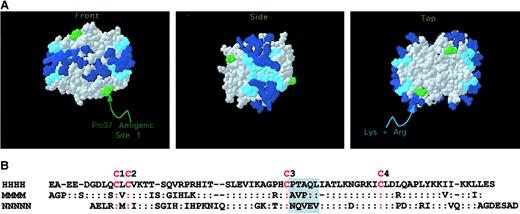 Fig. 1. Primary and secondary structure of human PF4. / (A) The crystal structure of the PF4 tetramer is shown with the lysine residues in the C terminus of PF4 (light blue) and other lysine and arginine residues (dark blue) indicated,2021 forming the proposed heparin-binding domain. Pro37 of HIT site 1 is indicated in green. (B) The sequence of mature human and mouse PF4 (HHHH and MMMM, respectively) and human neutrophil-activating peptide-2 (NAP-2) (NNNN) are shown with identical amino acids (in single-letter codes) in the latter 2, with human PF4 shown by the colons. The conserved cysteine residues are in red and numbered at the top, dividing PF4 into 4 domains. Boxed in gray is HIT site 1.26 A major region of sequence difference between human and mouse PF4 found in the second domain.