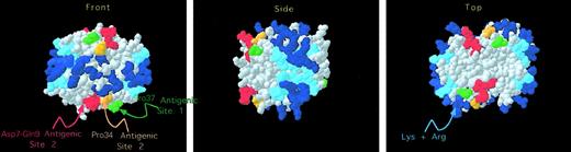 Fig. 4. Structural localization of the KKO antigenic site. / As in Figure 1, the crystal structure of the human PF4 tetramer is shown. In addition, HIT site 2 is shown with Asp7 through Gln9 in red and Pro34 in orange. In addition, Pro37 of HIT site 1 is shown in green.