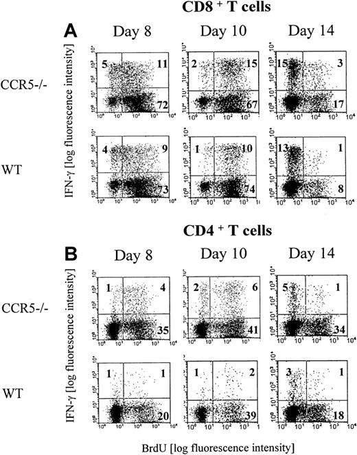 Fig. 2. Proliferation of LCMV-specific T cells. / Groups of CCR5−/− and wild-type (wt) mice were infected with 103 LD50 of LCMV Traub and given BrdU in their drinking water for 3 days prior to postinfection days 8 (day 5-8), 10 (day 7-10), or 14 (day 11-14). Splenocytes were harvested and the cells were stained with anti-CD8 Cy or anti-CD4 Cy and anti-IFN-γ PE and anti-BrdU FITC. The mice were evaluated by flow cytometry for the presence of (A) CD8+ BrdU+IFN-γ+ T cells or (B) CD4+ BrdU+IFN-γ+ T cells. Representative dot plots from 1 of 2 experiments are presented. Three mice per group were included in each experiment.