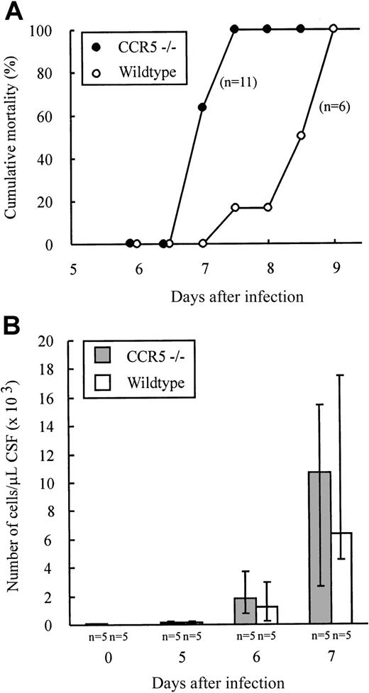Fig. 5. Outcome of intracerebral LCMV infection and kinetics of leukocyte recruitment to the LCMV infected meninges. / CCR5−/− and wild-type (wt) mice were infected intracerebrally with 103 LD50 LCMV Traub and mortality was registered (A) or on the indicated days CSF was harvested and the exudate cells present in the CSF counted (B). The number of mice per group is indicated in the figure.