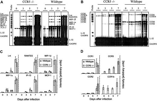 Fig. 6. Comparison of the cerebral chemokine and chemokine receptor mRNA expression in CCR5−/− and wild-type (wt) mice after intracerebral LCMV infection. / Mice were infected intracerebrally with 103LD50 LCMV Traub or sham injected intracerebrally with PBS. On the indicated days after infection total RNA was isolated from the brain, and 20 μg total RNA was subjected to RNA protection assay analysis. (A) Cerebral chemokine mRNA expression and (B) cerebral CCR mRNA expression. Quantitative analysis of chemokine (C) and chemokine receptor (D) gene expression based on a similar experiment; columns represent average ± SD of 3 mice.