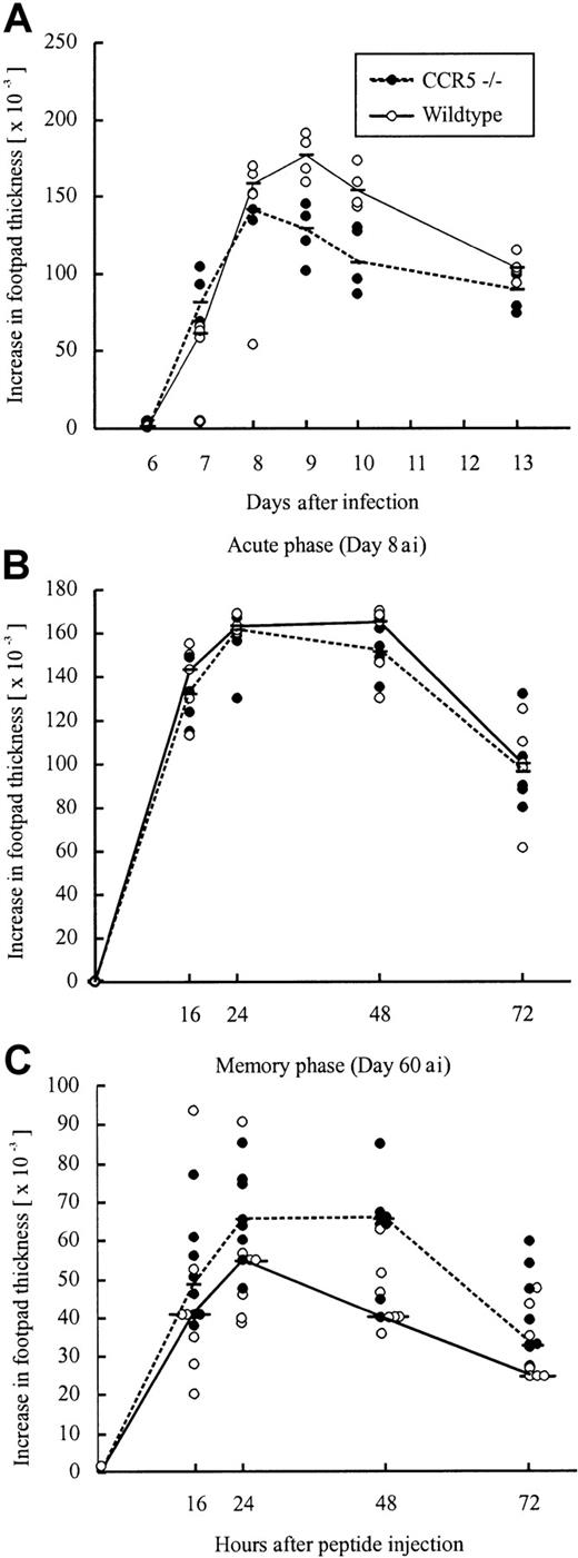 Fig. 7. Time course of primary or peptide-induced footpad swelling in CCR5−/− and wild-type (wt) mice after LCMV infection. / (A) A primary footpad swelling was elicited by infecting mice with 103 LD50 LCMV Traub in the right hind footpad; the footpad swelling was measured from postinfection days 6 to 13. (B,C) Mice were infected intravenously with 103LD50 LCMV Traub and challenged in the right hind footpad with LCMV GP33-41 (50 μg/mL, 30 μL) on day 8 after infection to examine the acute phase (B) or on postinfection day 60 to examine the memory phase (C). Points represent individual mice. “ai” denotes after infection.