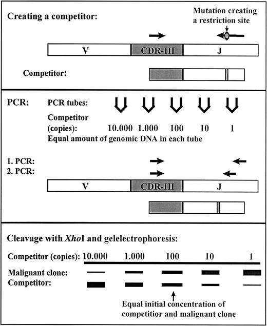 Fig. 1. Competitive PCR method for residual disease quantification. / A competitor was constructed by PCR using genomic DNA from the malignant clone as template together with a clone-specific primer and primer-XhoI to introduce a restriction site. The first amplification in the seminested PCR was done with the clone-specific primer and primer-1 and the second amplification with the clone-specific primer and primer-2. The PCR products from the competitor are cleaved by the restriction enzyme XhoI; the PCR products from the malignant clone remain uncleaved. The MRD level can be determined from the lanes with equal amplification of the competitor and malignant clone.14