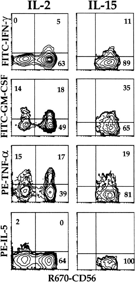 Fig. 4. Intracellular accumulation of IFN-γ, IL-5, TNF-α, and GM-CSF in CD56+ and CD56− NK cells from cultures of Lin− cells to determine the sequence with which the ability to produce type 1 and type 2 cytokines is acquired during differentiation. / Cells from primary cultures of Lin− cells with Sl/Sl4hSCF220 feeder cells and IL-2 (left panels) or IL-15 (right panels) were stimulated as in Figure 3. Intracellular cytokines and surface phenotype were analyzed simultaneously (3-color immunofluorescence) on gated CD161+cells within purified CD3− cells using FITC-, PE-, or biotin-labeled mAbs to the indicated molecules and streptavidin-R670. Quadrants were set to distinguish CD56+ and CD56− cells. Percent positive cells is indicated in each quadrant. Experiment representative of 4 performed with similar results.