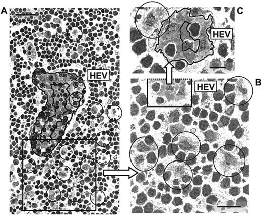 Fig. 3. Microscopic analysis of PO-LN DCs after MMTV(SW) injection. / (A) Semithin section of the outer cortex of the PO-LN at day 6 after MMTV(SW) injection showing a high number of DCs (encircled) around a HEV. The luminal and basal surfaces of the HEV have been marked with a large line. Cells migrating through the HEV have been marked with a fine line. Note the presence of a DC migrating through the HEV. Scale bar = 20 μm. (B) Electron micrograph of an area similar to the box in panel A, showing numerous DCs in the vicinity of a HEV. Note their complex cell surface processes reflecting a highly migratory state. Scale bar = 10 μm. (C) DC in contact with the basal surface of a HEV. Enlargement of an area similar to the box shown in panel B. Scale bar = 5 μm.