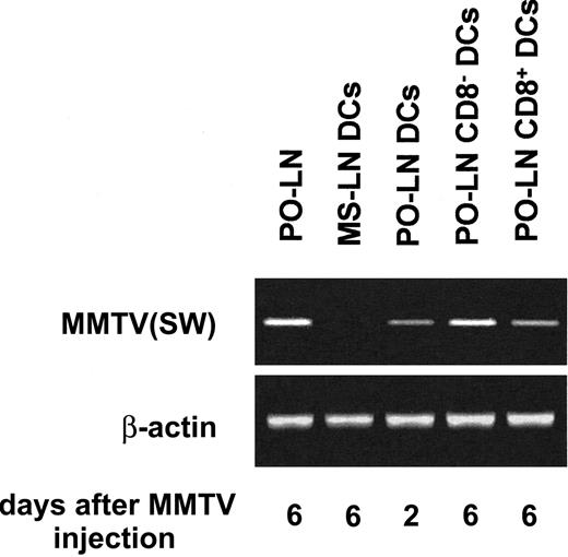 Fig. 7. PCR analysis of DC infection by MMTV(SW). / The indicated DCs subsets purified from day 2 or day 6 PO-LNs were analyzed by PCR for the presence of MMTV(SW) DNA using specific primers. Day 6 total PO-LN cells and purified MS-LN DCs were used as positive and negative controls, respectively.
