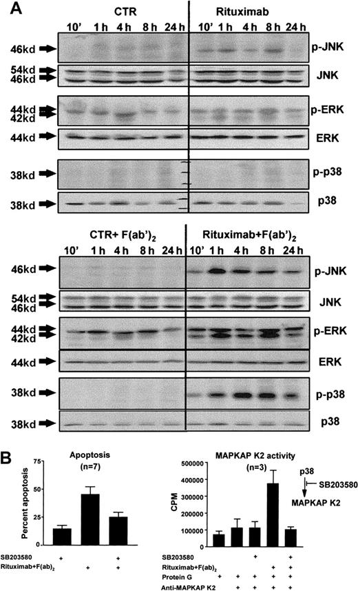 Fig. 3. Rituximab-induced apoptosis and p38 MAP-kinase activity. / (A) Freshly isolated B-CLL cells (2 × 106/mL) were cultured for the indicated time periods, in the presence or absence of 4 μg/mL rituximab with or without the cross-linking mouse anti–human IgG1F(ab)2 fragment (20 μg/mL). Cells were harvested, and whole cell lysates were quantified and loaded on 10% polyacrylamide gels. Following electrophoresis and blotting, the membranes were developed by means of antibodies specific for the phosphorylated forms of JNK, ERK, and p38 and by chemiluminiscence. Equal loading of the gels was confirmed by reprobing of the membranes with antibodies specific for total JNK, ERK, and p38. Shown is 1 representative experiment out of 3. (B) Freshly isolated B-CLL cells from 7 B-CLL patients were cultured (2 × 106/mL) in duplicates and preincubated for 1 hour with 10μM SB203580, an inhibitor of the p38 MAP-kinase pathway. Then, the B-CLL cells were cultured in the presence or absence of 4 μg/mL rituximab and 20 μg/mL mouse anti–human IgG1F(ab)2 fragment for 24 hours. For quantification of the degree of apoptosis, isolated nuclei from 5 × 105 were lysed, stained with PI, and analyzed for DNA content on a FACSort flow cytometer (left). To demonstrate inhibition of the p38 MAP-kinase pathway under these conditions, MAPKAP K2 in vitro kinase assays were carried out. B-CLL cells were preincubated with 10 μM SB203580 for 1 hour and stimulated as described above for 8 hours. The B-CLL cells were lysed and immunoprecipitated with specific MAPKAP K2 antibodies, and kinase assays were performed with the use of a specific MAPKAP K2 substrate (right; mean and SEM).