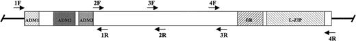 Fig. 1. A schematic diagram of the C/EBPα gene locus. / The gene does not contain introns; therefore, the coding region is contained within one exon represented as an open box. The domains discussed in the text are indicated by the shaded boxes. The position of the primers used for PCR-SSCP analysis for each region (1 through 4) are indicated by the arrows above (forward or sense primers) and below (reverse or antisense primers) the schematic. Abbreviations: ADM, activation domain modules; BR, basic region; and L-ZIP, leucine zipper.