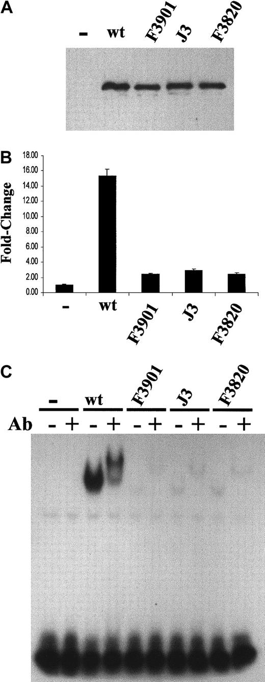 Fig. 6. Transcriptional and DNA-binding activity in C/EBPα mutants. / C/EBPα mutants demonstrate severely impaired transcriptional and DNA-binding activity. (A) Western blot analysis of WT and mutant (F3901, J3, and F3820) C/EBPα proteins expressed in NIH3T3 cells from the pCMV-Sport1 vector. Similar expression levels for each protein were noted. (B) The pG-CSF receptor promoter–luciferase reporter construct (1 μg) was cotransfected with either empty (−), WT (50 ng), or mutant expression vector (100 ng). Relative firefly luciferase activity was measured and normalized to renilla luciferase activity. The fold change is indicated on the y-axis. The graph presents data from a duplicate experiment performed in triplicate. (C) Electrophoretic mobility shift assays (EMSAs) were performed with the use of the total cell lysates in panel A. An end-labled double-stranded oligonucleotide representing the C/EBP site in the G-CSF receptor promoter was incubated with the lysate in the absence (−) or presence (+) of 0.2 μg rabbit anti-C/EBPα antibody (Ab).