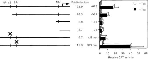Fig. 4. Deletion and mutational analysis of the cis-elements required for HTLV-I Tax-induced MMP-9 promoter activity. / Arrow indicates transcription start site, and × indicates the sites of mutation in the MMP-9 5′ flanking sequence inserted upstream of the CAT gene. Open and solid bars represent CAT activity of pHβAPr-1-neo (−Tax) and β-actin–Tax (+Tax)–transfected Jurkat cells, respectively. The activities are given relative to the activity of cells transfected with the empty vector (pHβAPr-1-neo) and −73 CAT, which was defined as 1. Data are also expressed as fold inductions in CAT activity in Tax-transfected cells over that in empty vector-transfected cells. The mean values and SD bars represent the results of 3 experiments.