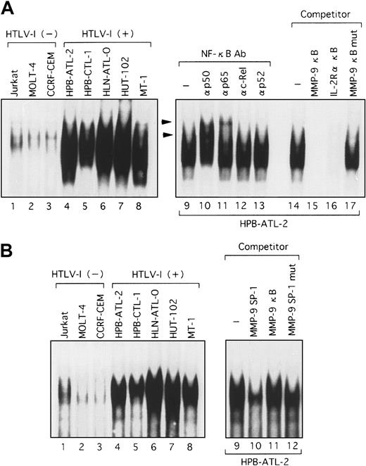 Fig. 6. Binding of nuclear proteins from HTLV-I–infected T cells to the NF-κB and SP-1 probes derived from the MMP-9 promoter. / Nuclear extracts were prepared from HTLV-I–infected (lanes 4-8) and uninfected T cells (lanes 1-3) and incubated with either NF-κB (A) or SP-1 32P-labeled probes (B). Competition assays were performed with 100-fold excess amounts of each specific competitor oligonucleotide in nuclear extracts from HPB-ATL-2 cells (A, lanes 14-17; B, lanes 9-12). Supershift assay of NF-κB DNA-binding complexes in HPB-ATL-2 cells was also performed. Where indicated, appropriate antibodies were added to the reaction mixture before addition of 32P-labeled probes (A, lanes 9-13). Arrowheads show the DNA-binding complexes supershifted by antibodies.