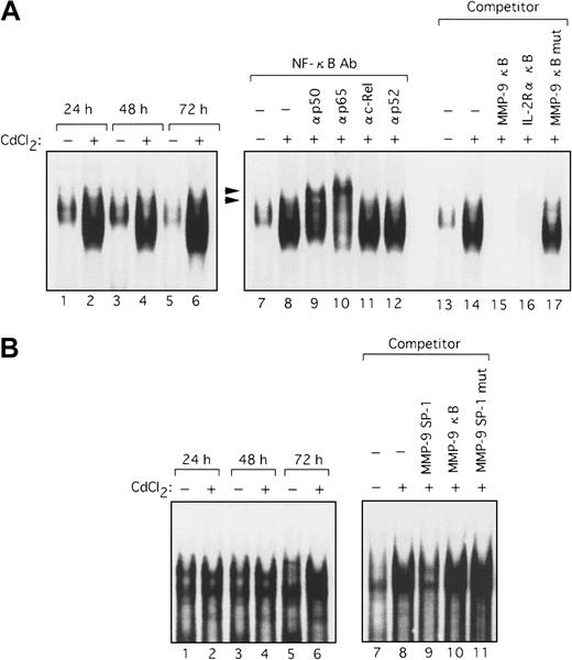 Fig. 7. Tax-induced NF-κB and SP-1 binding activity. / Nuclear extracts from JPX-9 cells, treated with or without CdCl2 (20 μM) for the indicated time periods, were mixed with either NF-κB (A) or SP-1 32P-labeled probes (B) (lanes 1-6). Competition assays were performed with nuclear extracts from JPX-9 cells treated with CdCl2 for 72 hours. Where indicated, 100-fold excess amounts of each specific competitor oligonucleotide were added to the reaction mixture with labeled probes NF-κB (A, lanes 13-17) or SP-1 (B, lanes 7-11). Supershift assay of NF-κB DNA-binding complexes in the same nuclear extracts was performed as in Figure 6 (A, lanes 7-12). Arrowheads show the DNA-binding complexes supershifted by antibodies.