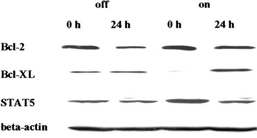 Fig. 3. Western blot analysis of Bcl-2, Bcl-XL, and STAT5 expression in 32D/TREx/Ik6 clone 11 growing in IL-3–deprived medium with or without tetracycline. / Only Bcl-XL was up-regulated. Other Bcl-2 family proteins (Bak, Bax, and Mcl-1) were unaffected by Ik6 induction (data not shown). Bad, another Bcl-2 family protein, could not be detected in the 32D cell line. On indicates with tetracycline; off, without tetracycline.