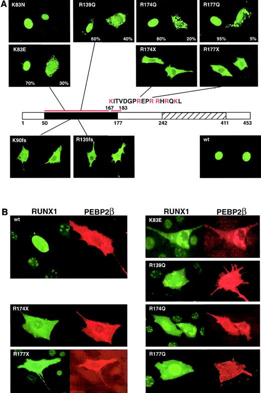 Fig. 4. Subcellular localization of mutant RUNX1 proteins and colocalization with PEBP2β/CBFβ. / (A) Subcellular localization of the indicated RUNX1 proteins was detected by immunofluorescence staining with anti-αB1. A schematic of the RUNX1 protein is shown with the Runt and transactivation domains indicated. The sequence of the NLS is indicated. (B) Double staining for mutant RUNX1 and PEBP2β/CBFβ reveals that the subunits are colocalized in the cytoplasm within speckled dotlike structures for the missense mutants and a diffuse staining pattern for the frameshift and nonsense mutations. All examples in this figure are in NIH3T3 cells. Original magnification, × 400.