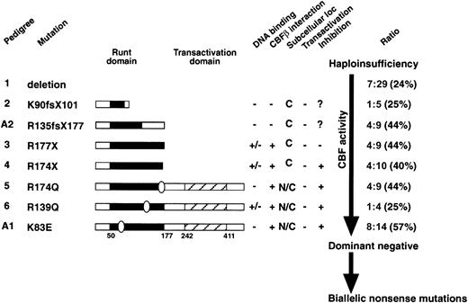Fig. 6. A summary of the FPD/AML RUNX1 mutants and the studies presented in this paper. / The FPD/AML RUNX1 mutants are listed in descending order of PEBP2/CBF activity. The Runt and transactivation domains are indicated on the mutant proteins as appropriate. Pedigrees 1 to 6 are from Song et al,10 and A1 and A2 are described in this paper. The results of the EMSA (DNA binding), affinity assay (PEBP2β/CBFβ subunit interaction), subcellular localization, and transactivation studies are summarized. The ratio of leukemic FPD individuals to FPD-affected individuals in each pedigree is indicated on the right. In the largest FPD/AML pedigrees, a markedly higher rate of leukemia is seen in the family with strong predicted dominant-negative K83E mutation (pedigree A1, dominant-negative, 57%) compared with the pedigree with a complete deletion of RUNX1 (pedigree 1, haploinsufficiency, 24%).