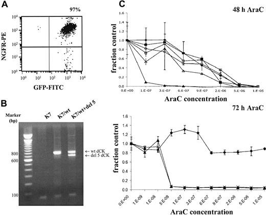 Fig. 4. Double-transduced K7 cells with wt dCK and deletion exon 5 dCK. / (A) Transduced cells were enriched by FACS sorting on the basis of truncated NGFR and GFP as marker genes. (B) Target gene expression was determined by RT-PCR analysis using human-specific dCK PCR primers. PCR fragments were separated on 1.5% agarose gels and visualized by ethidium bromide staining. (C) Dose-response curves were generated by WST-1 assays after 48 and 72 hours of AraC incubation. Metabolic activities of the cells in the presence of increasing concentrations of AraC (x-axis) were analyzed by the cell proliferation assay WST-1. Y-axis (fraction control) represents the metabolic activity of the cells in the presence of AraC divided by the metabolic activity of cells grown in the absence of AraC. (♦) untransduced K7 cells; (▴) K7/wt cells; and (×) K7/wt+del 5 double-transduced cells.