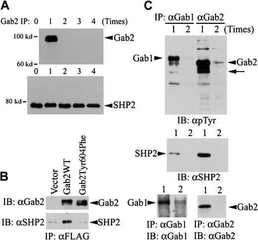 Fig. 2. Comparison of Gab1, Gab2, and SHP2 proteins in K562 cells. / (A) Five aliquots of K562 cell lysates (from 8 × 106 cells for each experiment) were subjected to immunoprecipitation with a polyclonal anti-Gab2 antibody and protein A agarose. The immunoprecipitation was repeated up to 4 times as indicated, with fresh anti-Gab2 antibody/protein A agarose used each time to completely remove Gab2 protein from the cell lysates. After the Gab2 immunoprecipitation procedure, the cleared cell lysates were incubated with a polyclonal anti-SHP2 antibody and protein A agarose to immunoprecipitate SHP2 left in the cell lysates. Immunoprecipitates from the last Gab2 immunoprecipitation of each sample were analyzed by immunoblotting with an HRP-conjugated anti-Gab2 antibody (upper panel). The SHP2 immunoprecipitates were analyzed by immunoblotting with a monoclonal anti-SHP2 antibody (lower panel). (B) K562 cells (3 × 106) were transfected with pcDNA3.1 (vector), pGab2 (Gab2WT), or pGab2Tyr604Phe. At 48 hours after transfection, Gab2 and Gab2Tyr604Phe were immunoprecipitated with an anti-FLAG antibody. One half of each immunoprecipitate was analyzed by immunoblotting with an anti-Gab2 antibody (upper panel); the rest of the immunoprecipitates were probed with an anti-SHP2 antibody (lower panel). (C) K562 cell lysates were subjected to immunoprecipitation with an anti-Gab1 or an anti-Gab2 antibody for 1 (lane 1) or 2 (lane 2) times. Immunoprecipitates were analyzed by immunoblotting with an antiphosphotyrosine antibody (upper panel), an anti-SHP2 antibody (middle panel), or antibodies against Gab1 (lower left) or Gab2 (lower right). Arrow indicates the position corresponding to SHP2; IP, immunoprecipitation; IB, immunoblotting; α, anti-.