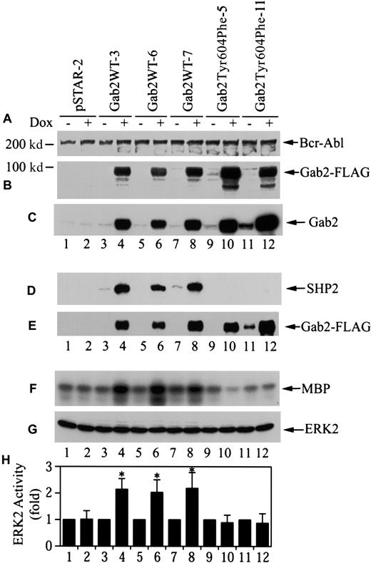 Fig. 4. Stable K562 cell lines for dox-inducible expression of wild-type and SHP2-binding defective Gab2. / (A) (B) (C) G418-resistant K562 cell lines (1 × 106cells for each experiment) were incubated with or without dox (1 μg/mL, 18 hours). Cell lysates (25 μg for each experiment) were analyzed by immunoblotting with antibodies to Bcr-Abl (panel A), FLAG-tag (panel B), or Gab2 (panel C). (D) (E) Cells (4 × 106) were incubated with or without dox; Gab2WT or Gab2Tyr604Phe was immunoprecipitated with an anti-FLAG antibody. One half of each immunoprecipitate was analyzed by immunoblotting with anti-SHP2 antibody (panel D). The other half of each immunoprecipitate was probed with anti-Gab2 antibody (panel E). (F) (G) (H) Cells (5 × 106) were induced with dox as above. Endogenous Erk2 was immunoprecipitated. One half of each immunoprecipitate was used to determine Erk2 activity by phosphorylation of myelin basic protein (MBP). The rest of each immunoprecipitate was analyzed by immunoblotting with an anti-Erk antibody. Panel F shows a representative autoradiograph; panel G, a representative immunoblot; and panel H, the means and SEs of Erk2 activity from 5 independent experiments. *The difference in mean Erk2 activity between dox-induced and dox-uninduced cells is statistically significant (P < .05, Wilcoxon rank sum test).