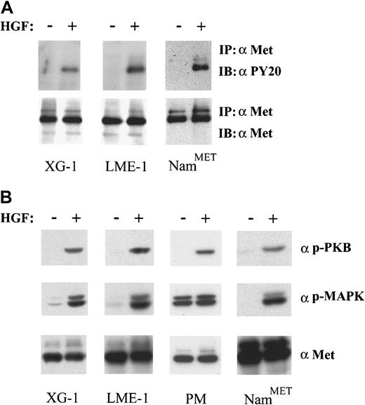 Fig. 2. HGF/Met signaling in MM. / (A) HGF stimulation induces Met activation in XG-1 and LME-1. Cells were incubated for 2 minutes in the absence or presence of HGF. Met activation was assessed by immunoprecipitation and subsequent immunoblotting with antiphosphotyrosine antibodies. (B) HGF stimulation induces activation of both PKB/Akt and MAP kinases. Activation of PKB/Akt and MAP kinases was determined in total cell lysates of XG-1, LME-1, and MC cells and immunoblotted with antiphospho PKB/Akt (top) and antiphospho Erk1 and Erk2 (α p-MAPK) (middle), respectively. The Met-expressing Burkitt cell line NamMET was used as a positive control. Stainings with antihuman Met represent loading controls (A,B bottom panels).