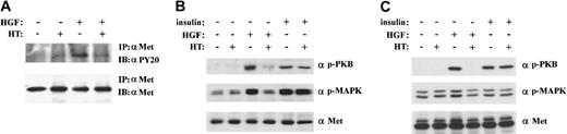 Fig. 5. Syndecan-1 promotes HGF-induced activation of Met, PKB/Akt, and MAP kinase. / To assess the contribution of syndecan-1 to HGF-induced signaling, MM cell line XG-1 and PM cells were treated with heparitinase (HT) before stimulation with HGF. (A) Activation of Met. Met activation in XG-1 was assessed by immunoprecipitation and subsequent immunoblotting with antiphosphotyrosine antibodies. (B) Activation of PKB/Akt and MAP kinase. Activation of PKB/Akt and the MAP kinases Erk1 and Erk2 was determined in total cell lysates of XG-1 immunoblotted with antiphospho PKB/Akt (top) and antiphospho Erk1 and Erk2 (α p-MAPK) (middle), respectively. (C) Activation of PKB/Akt and MAP kinase. Activation of PKB/Akt and the MAP kinases Erk1 and Erk2 was determined in total cell lysates of PM cells, immunoblotted with antiphospho PKB/Akt (top) and antiphospho Erk1 and Erk2 (α p-MAPK) (middle), respectively. Staining with anti-Met was used to verify equal loading (A,B,C bottom panels). Activation of PKB/Akt and MAP kinase by insulin, which does not bind to HS, was not affected by HT treatment (B and C).