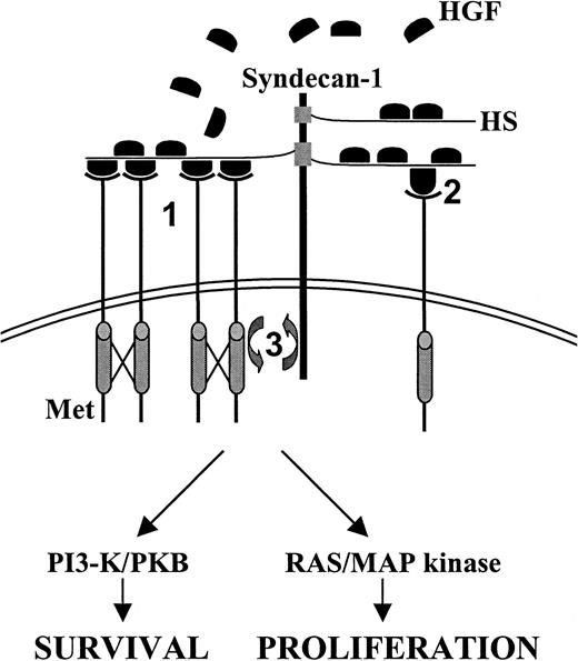 Fig. 6. Model for the. / ménage a trois between syndecan-1, Met, and HGF in MM. Syndecan-1 may promote Met signaling by several mechanisms. First, binding of autocrine or paracrine (bone marrow stroma) produced HGF by the HS side chains of syndecan-1 may result in dimerization or oligomerization of HGF, thereby promoting Met cross-linking and tyrosine kinase activity (1). Second, HGF and syndecan-1 interaction might induce a conformational change of HGF, leading to enhanced signal transduction (2). Third, HGF may mediate colocalization of syndecan-1 and Met. Ternary complex formation between HGF, Met, and syndecan-1 may bring relevant intracellular signaling molecules together, which may facilitate their activation by Met (3). See “Discussion” for further detail.