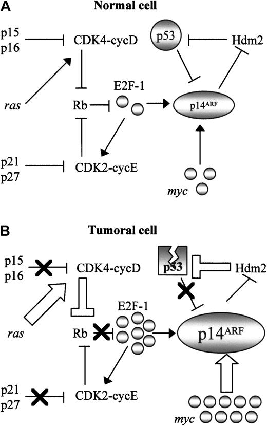 Fig. 5. Central role of p14ARF in cell cycle regulation. / The central role of p14ARF in the control of cell cycle in normal cells (A) converts it into a marker of inactivation of multiple cell cycle regulatory pathways (B). Nuclear overexpression as a consequence of multiple molecular alterations involving Rb pathway (inactivation of the Rb pathway generates active E2F-1, which induces transcription of the p14ARF gene); myc, and viral oncogenes such as E1A or v-abl, which also induce p14ARF; and alterations in the p53-Hdm2 pathway resulting in disruption of the p53-mediated negative regulation of p14ARF. Thick arrows indicate events derived from oncogene activation; black crosses represent inactivation of tumor suppressor genes.
