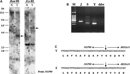 Fig. 1. NUP98-HOXA11 and NUP98-HOXA13 fusions in AML and MDS. / (A) Southern blot analysis of the leukemic cell sample derived from t(7;11)(p15;p15) CML (patient Y). Normal human DNA (N) was used as a control. Rearranged bands in a patient with the t(7;11) translocation were detected by BamHI and EcoRI digestion (arrows). (B) Hemi-degenerate RT-PCR.NUP98-HOXA fusion transcripts were detected as products of different molecular sizes. M indicates 100-bp ladder molecular weight marker; J, patient J with known NUP98-HOXA9fusion5; S, patient S; Y, patient Y; ddw, H2O. (C) Nucleotide and deduced amino acid sequences ofNUP98-HOXA11 and NUP98-HOXA13 fusions in Y and S.