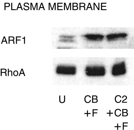 Fig. 5. Failure of C2-ceramide to inhibit ARF1 or RhoA association with the plasma membrane. / PMNs were treated with C2-ceramide and stimulated as indicated for Figure 4. Cells were probe sonicated and fractionated on 15% to 35% discontinuous sucrose gradients as described in “Materials and methods” to isolate plasma membrane. Equal amounts of protein were run on 15% SDS-PAGE, and Western blots were probed with antibody against ARF1 or RhoA. U indicates unstimulated; CB, cytochalasin B; F, FMLP, and C2, C2-ceramide. One representative experiment of 3.