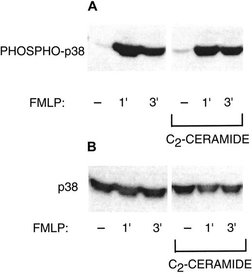 Fig. 7. Failure of C2-ceramide to inhibit p38 MAP kinase phosphorylation. / (A) PMNs were treated with 10 μM C2-ceramide or buffer for 30 minutes at 22°C. Cells were then stimulated with 50 ng/mL G-CSF for 10 minutes at 37°C, alone or followed by 1 μM FMLP for 1 or 3 minutes. Cells were lysed with Triton X-100 and samples run on 10% SDS-PAGE. Western blots were probed with antibody against phosphorylated p38 MAP kinase. One representative experiment of 3. (B) The Western blot from panel A was stripped and reprobed with anti-p38 MAP kinase that recognizes phosphorylated and nonphosphorylated forms to show equal loading.