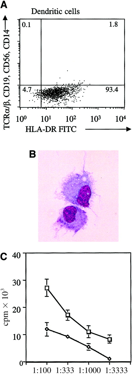 Fig. 1. Characterization of purified DC population. / (A) FACS profile of the enriched DC population. DCs were purified by a depletion of lineage-positive cells followed by repeated positive selection for CD4low cells. This figure shows the resultant purified DC population obtained from an allogeneic transplantation patient. As shown, the DC population as characterized by DR+, lineage− population constitutes approximately 93.4% of the cells. (B) Morphologic analysis of peripheral blood DC from a patient after allogeneic transplantation. Peripheral blood DCs derived from a patient after allogeneic transplantation were immunomagnetically purified and terminally matured overnight with TNF-α. DCs were then cytocentrifuged and stained with Giemsa. The studies were visualized by light microscopy at × 60 magnification. (C) Allogeneic mixed leukocyte reaction stimulation by DCs from a patient after allogeneic transplantation compared with PBMCs from a healthy donor. Proliferative response of third-party PBMCs to DCs from a patient after allogeneic hematopoietic cell transplantation (■) or to PBMCs from a healthy donor (◊). The mean of triplicates is shown. Vertical bars represent the SD. Counts per minute (cpm) reflect cell proliferation, shown at different stimulator-to-responder ratios (1:100, 1:333, 1:1000, and 1:3333).