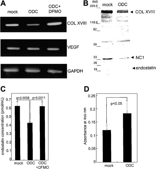 Fig. 2. Effect of ODC overexpression on type XVIII collagen and endostatin expression, as well as endothelial proliferation. / Both total RNA and whole cell lysates were prepared from ODC transfectants and mock transfectants, as well as DFMO-treated ODC transfectants. (A) Type XVIII collagen (COL XVIII), VEGF, and GAPDH mRNA expression was analyzed by RT-PCR. (B) Concentrated conditioned media from both ODC transfectants and mock transfectants were used for endostatin analysis by Western blotting. (C) The concentration of endostatin was quantitated by using an endostatin enzyme immunoassay kit. (D) Conditioned media derived from both ODC transfectants and mock transfectants were assayed for CPAE cell proliferation.