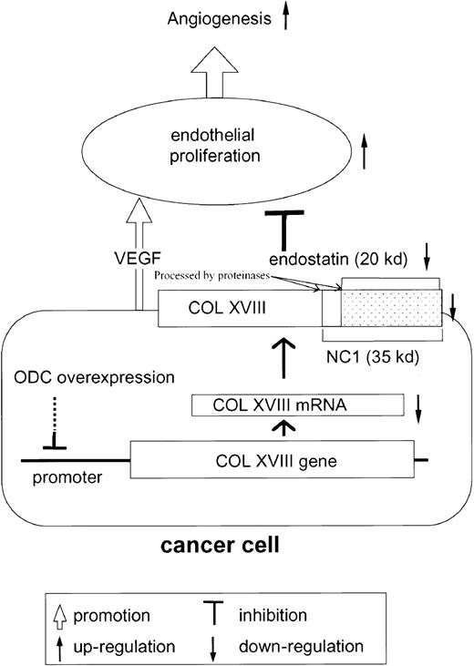 Fig. 4. Scheme of hypothesis. / Cancer cells overexpressing ODC suppress type XVIII collagen (COL XVIII) expression. As endostatin is generated from type XVIII collagen by proteolytic cleavage, ODC-overexpressing cancer cells secrete reduced quantities of endostatin. As endostatin inhibits VEGF-mediated endothelial proliferation, VEGF secreted from cancer cells further facilitates endothelial proliferation, leading to angiogenesis.