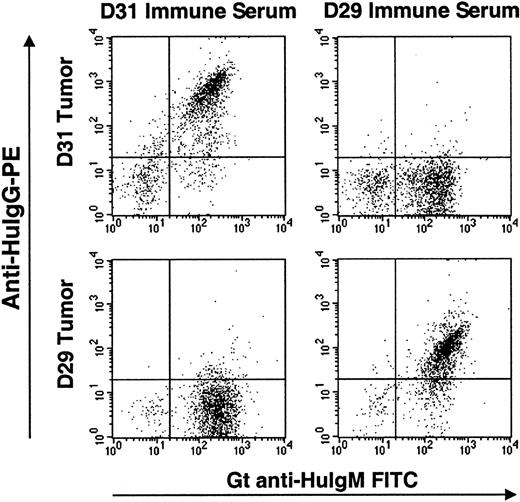 Fig. 3. Flow cytometric analysis of tumor-specific cell staining by sera from patients vaccinated with Id-KLH–pulsed dendritic cells. / Tumor cells from patients D31 and D29 (upper and lower sets of panels, respectively) were incubated with autologous postvaccine serum or that of the other patient as a control. Bound anti-Id IgG antibodies were detected by anti-IgG-PE (y-axis), and tumor B cells (IgM+) were counterstained by anti-IgM–FITC (x-axis). Each patient's serum specifically recognizes only the autologous tumor cells but not the control, irrelevant tumor cells.