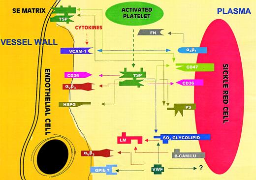 Fig. 7. Adhesive interactions between sickle RBCs and endothelium or plasma proteins. / PS indicates phosphatidylserine; GP1b, glycoprotein 1b; α4β1, integrin receptor VLA-4; VCAM-1, vascular cell adhesion molecule-1; αVβ3, integrin vitronectin receptor; B-CAM/LU, basal cell adhesion molecule/Lutheran protein; HSPG, heparan sulfate proteoglycan; SO4 glycolipid, sulfated glycolipid; TSP, thrombospondin; FN, fibronectin; VWF, von Willebrand factor; LM, laminin; and SE matrix, subendothelial matrix. CD47 is also known as the integrin-associated protein or IAP.