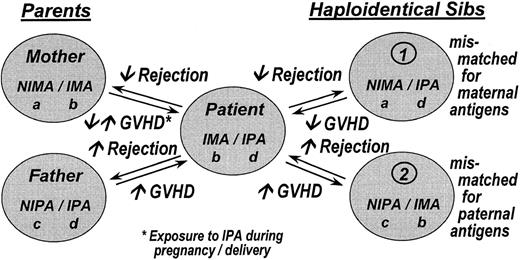 Fig. 1. Proposed scheme to designate the haplotypes of a family in which one of the siblings (patient) is a bone marrow transplant recipient with a prior prediction of clinical outcome after hematopoietic stem cell transplantation. / Parents or siblings who share a haplotype with the recipient but differ for the other are potential donors. The patient has inherited the IMA haplotype from the mother and the IPA haplotype from the father. The NIMA haplotype carries the noninherited maternal antigens, and the NIPA haplotype carries the noninherited paternal antigens. Potential donors who are genotypically identical are not shown. IMA, inherited maternal antigens; IPA, inherited paternal antigens.