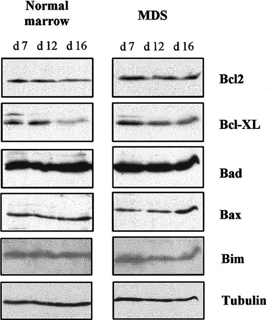 Fig. 7. Bcl-2–family antiapoptotic and proapoptotic proteins. / Total cell lysates were prepared at the indicated times and analyzed by Western blotting. Antitubulin antibody was used to control protein loading. Results are representative of analyses of samples from 6 patients with MDS and 3 healthy donors.