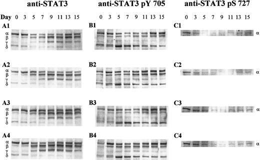 Fig. 4. Western analysis of STAT3 isoform expression and phosphorylation during granulocytic differentiation. / Whole cell extracts (20 μg) of CD34+-derived cells undergoing granulocytic differentiation were separated by sodium dodecyl sulfate–polyacrylamide gel electrophoresis, blotted onto polyvinylidene fluoride membranes, and probed with antibodies against (A) STAT3, (B) STAT3 pTyr 705, and (C) STAT3 pSer 727. The 4 culture conditions evaluated are designated as 1-4 and are as follows: 1 indicates 5% O2, pH 7.25, +IL-3; 2 indicates 20% O2, pH 7.25, +IL-3; 3 indicates 5% O2, pH 7.4, +IL-3; and 4 indicates 5% O2, pH 7.25, −IL-3. The relative positions of STAT3α, β, γ, and δ are indicated on the left. The results shown are representative of 3 sets of experiments from different mobilized peripheral blood samples.