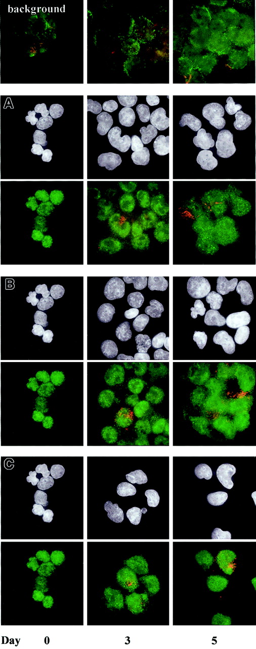 Fig. 7. Localization and expression of serine-phosphorylated STAT3 and CD15 proteins during granulocytic differentiation. / Detection of STAT3 pSer 727 and CD15 in CD34+ cell-derived granulocytic cultures at (A) 5% O2, pH 7.25, +IL-3 (control condition); (B) 5% O2, pH 7.4, +IL-3 (high pH); and (C) 5% O2, pH 7.25, −IL-3 using dual-color immunofluorescence microscopy. Negative controls (background) for each day of analysis using FITC- and Texas Red–conjugated secondary antibodies in the absence of the relevant primary antibodies are shown in the first row. The same field of cells is shown in the upper and lower panels of panels A-C. Upper panels of panels A-C: DAPI staining of nucleic acid (white). Lower panels of panels A-C: codetection of STAT3 pSer 727 (green) and CD15 (red) using polyclonal rabbit anti-STAT3 pSer 727 and monoclonal mouse anti-CD15 primary antibodies, followed by FITC-conjugated goat antirabbit IgG and Texas Red–conjugated goat antimouse IgM μ-chain–specific secondary antibodies. Images were captured using a × 100 oil immersion objective and are representative of 2 randomly selected fields per culture condition for each of 3 different sets of experiments. No appreciable differences in STAT3 pSer 727 and CD15 staining were visible in cells cultured at 20% O2 versus the control condition (data not shown).