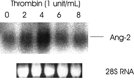 Fig. 1. Thrombin-induced increased expression of Ang-2 mRNA in HUVE cells. / Cells were starved in media containing 1% fetal calf serum overnight and then treated with or without thrombin for various time intervals. Cells were collected and analyzed for Ang-2 mRNA by Northern blot. Ribosomal 28S RNA is shown as an internal gel-loading standard.