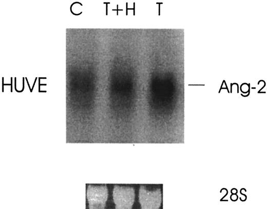 Fig. 2. Thrombin specificity of Ang-2 mRNA up-regulation. / Cells were treated without (C) or with 1 U/mL thrombin (T) or with thrombin plus hirudin (T+H) for 3 hours and then analyzed by Northern blot.