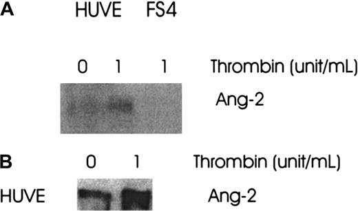 Fig. 3. Effect of thrombin on Ang-2 protein production and secretion. / FS4 and HUVE cells were cultured in media with or without thrombin, 1 U/mL, for 8 hours at 37°C. The media were collected and concentrated and the cells extracted with lysis buffer. Both were then analyzed for Ang-2 production by Western blot. (A) Ang-2 in HUVE cells, not in FS4 cells. (B) Ang-2 in supernatant of HUVE cells.