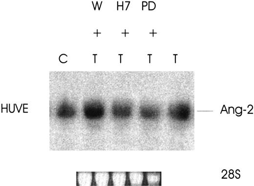 Fig. 6. Effect of signaling pathway protein kinase inhibitors on thrombin-induced expression of Ang-2 mRNA. / Cells were treated without (C) or with wortmannin (W) 1 μM, H7 (20 μM), or PD98059 (100 μM) for 2.5 hours at 37°C and thrombin, 1 U/mL, added for an additional 3 hours. Northern blot was then performed for Ang-2 mRNA. Note inhibition by H7 and PD98059, which inhibit serine/threonine kinases and the MAPK pathway.