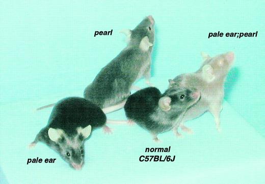 Fig. 1. Coat and eye pigmentations. / Coat and eye pigmentation are severely affected in double mutant pale ear/pearl mice (ep/ep, pe/pe) as compared with normal (C57Bl/6J +/+) and with single mutant pale ear (ep/ep) and pearl (pe/pe) mice.