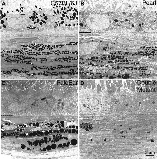 Fig. 2. The ultrastructure of RPE and choroidal melanosomes of double mutant mice are severely altered. / Adult eye tissues from (A) control or wild-type C57Bl/6J (+/+), (B) pearl (pe/pe), (C) pale ear (ep/ep), and (D) mice doubly mutant for pale ear and pearl genes (ep/ep, pe/pe) were analyzed by electron microscopy. The interface between the RPE and choroid (CH) regions is indicated by the hyphenated partial line. The RPE is above the line and the CH is below.